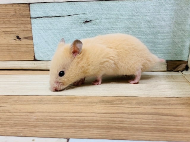ゴールデンハムスター