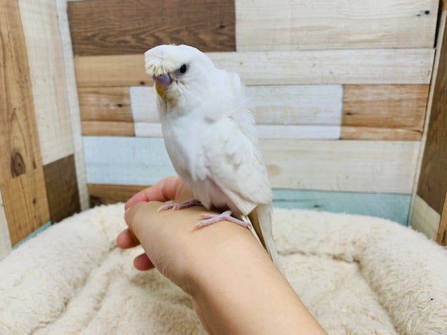 羽衣セキセイインコ
