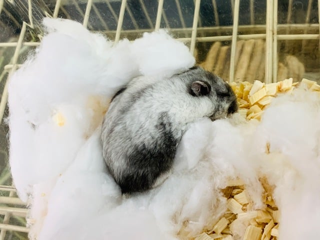 ドワーフハムスターの1種