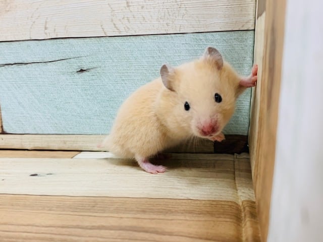 ゴールデンハムスター