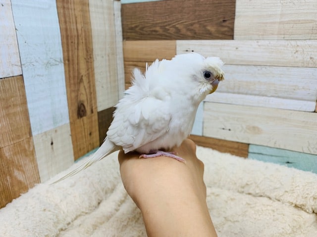 羽衣セキセイインコ