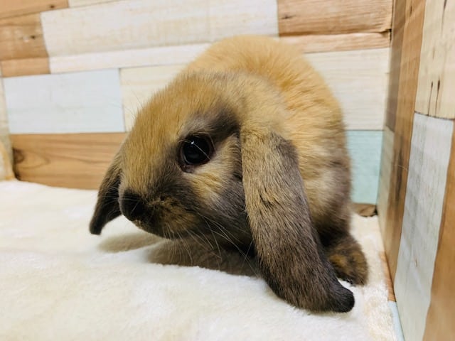 ロップイヤーラビット