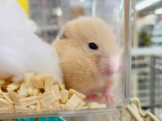 ゴールデンハムスター