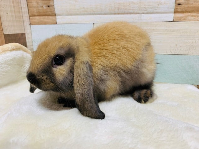 ロップイヤーラビット
