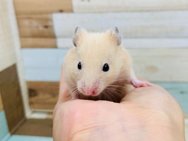 ゴールデンハムスター