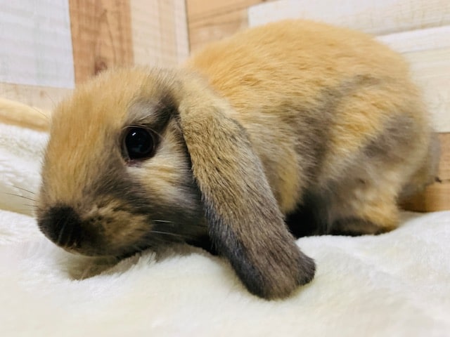 ロップイヤーラビット
