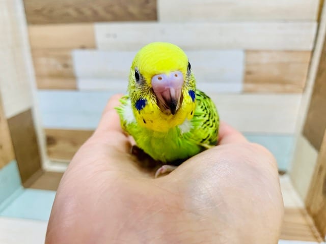 セキセイインコ