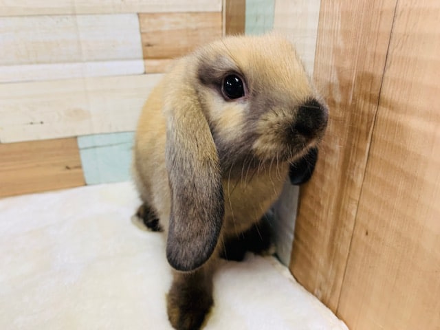 ロップイヤーラビット