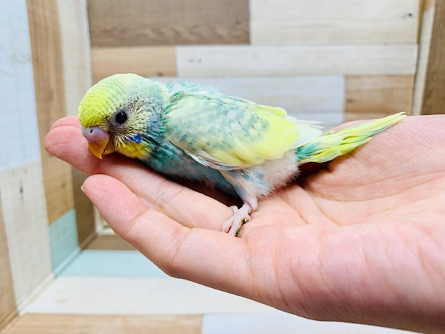 カメラの前でハイ、ポーズ☆セキセイインコ(パステルカラーレインボースパングルパイド)さん♪ セキセイインコ