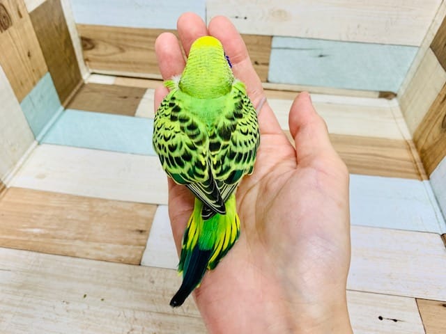 セキセイインコ