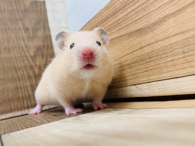 ゴールデンハムスター