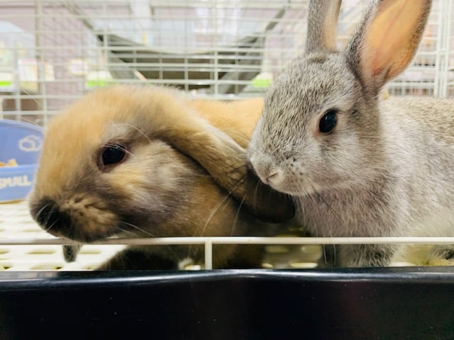 ロップイヤーラビット