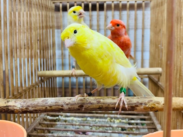 レモンカナリア