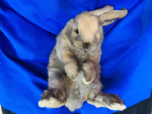 ロップイヤーラビット