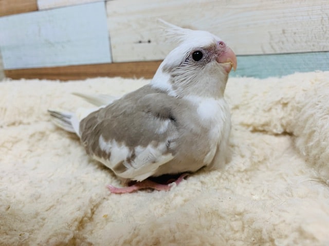 オカメインコ