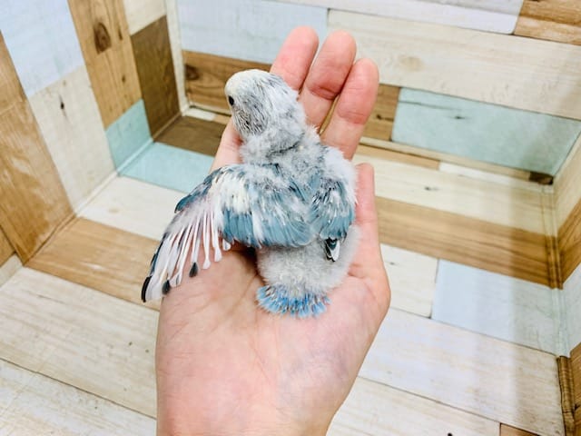 コザクラインコ（小桜インコ）