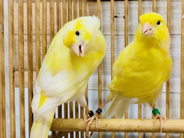 レモンカナリア