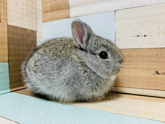 ネザーランドドワーフ