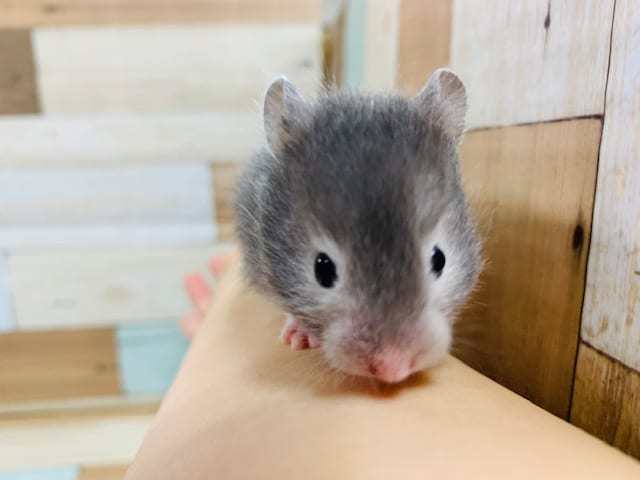 ゴールデンハムスター