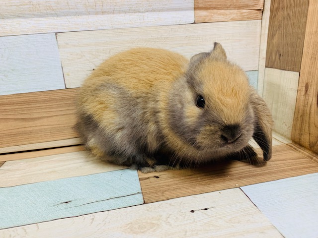ロップイヤーラビット