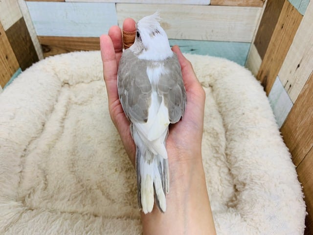 オカメインコ