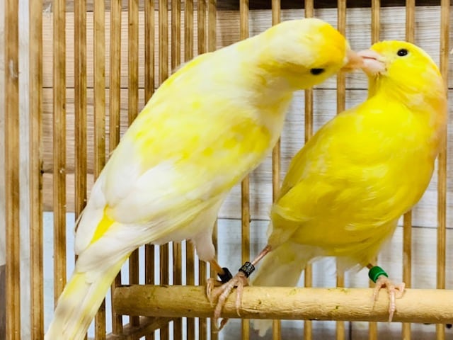 レモンカナリア