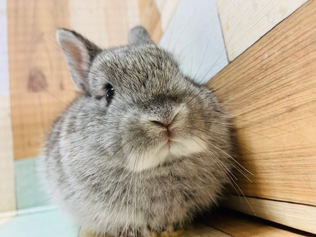 ネザーランドドワーフ