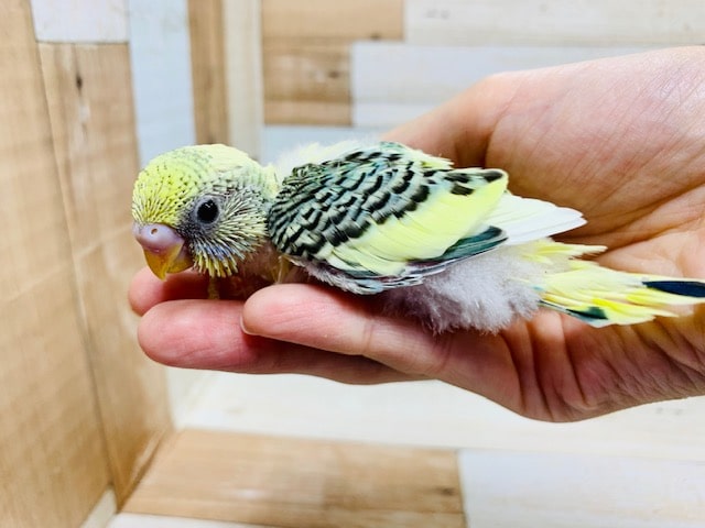 セキセイインコ