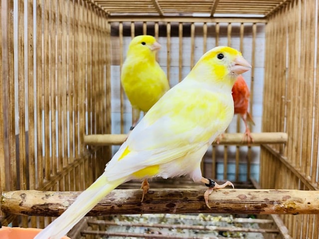 レモンカナリア