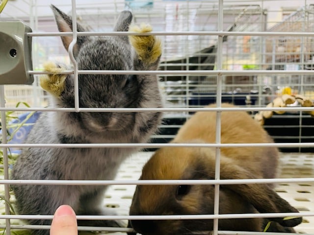 ネザーランドドワーフ