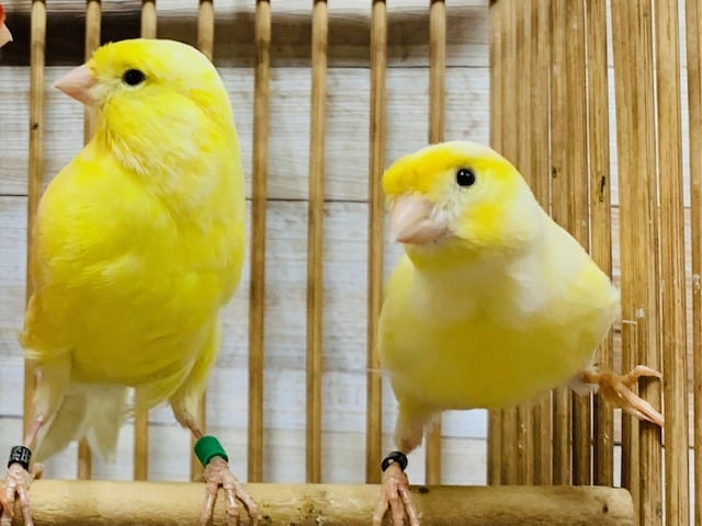 レモンカナリア