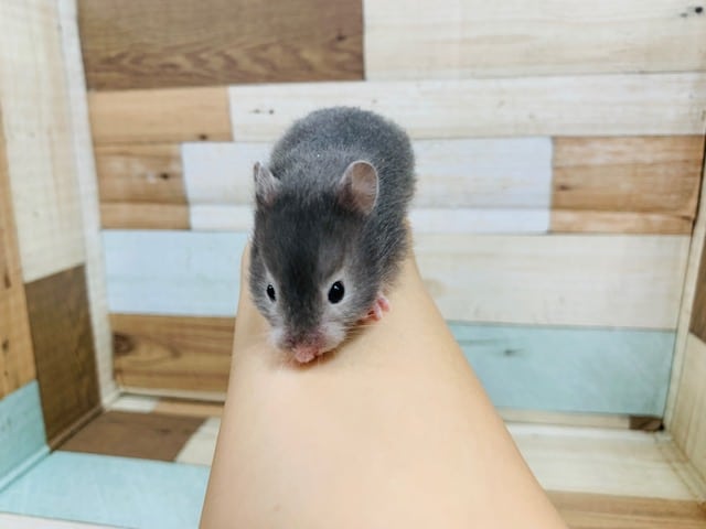 ゴールデンハムスター