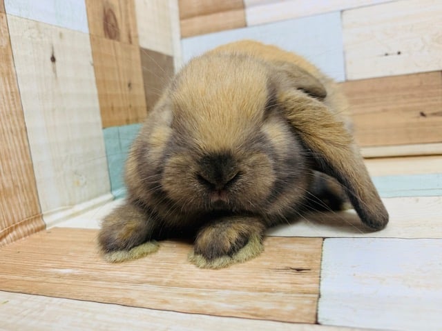 ロップイヤーラビット