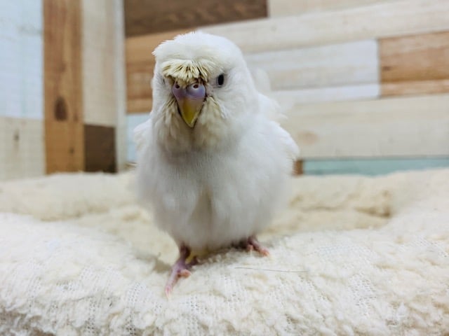 羽衣セキセイインコ