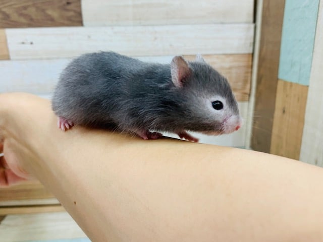 ゴールデンハムスター