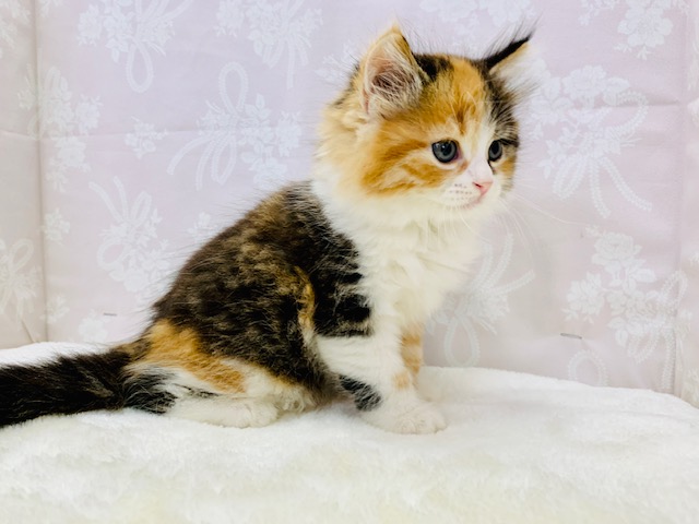 スコティッシュフォールド