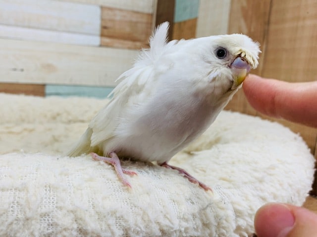 羽衣セキセイインコ