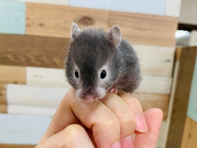 ゴールデンハムスター