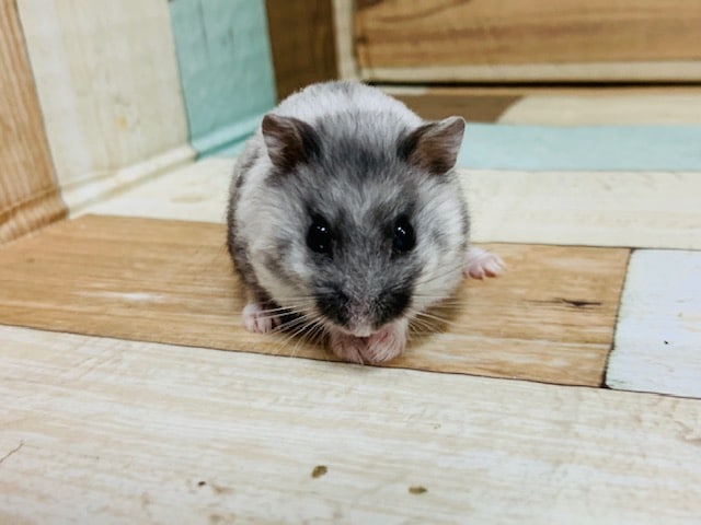 ドワーフハムスターの1種