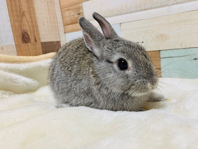 ネザーランドドワーフ