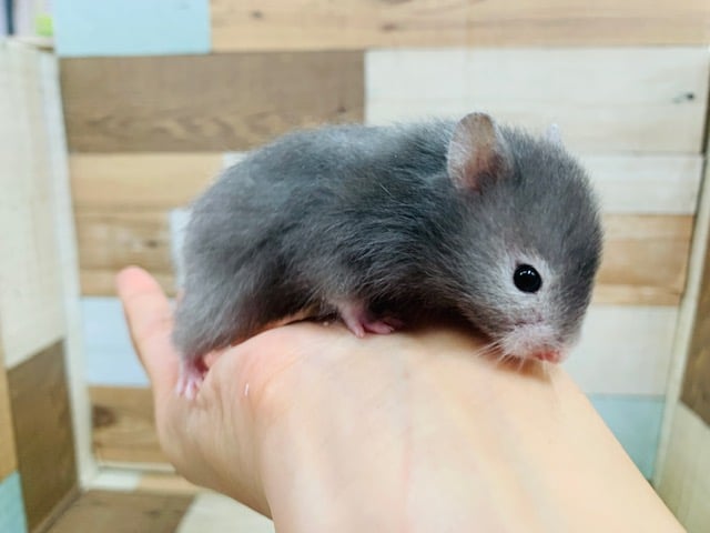 ゴールデンハムスター