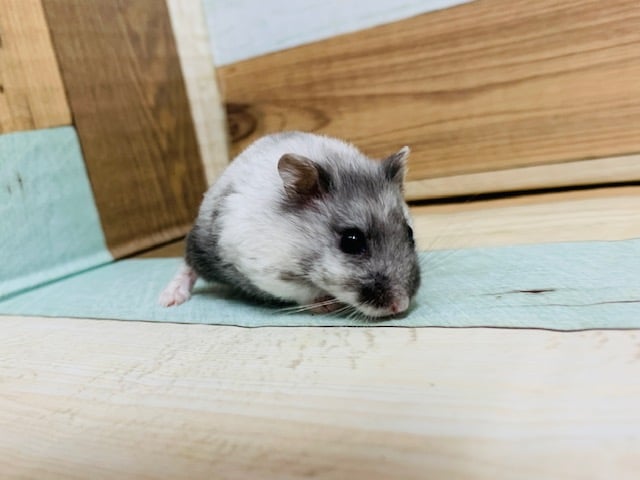 ドワーフハムスターの1種