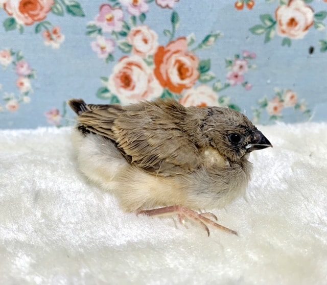 錦花鳥（キンカチョウ）