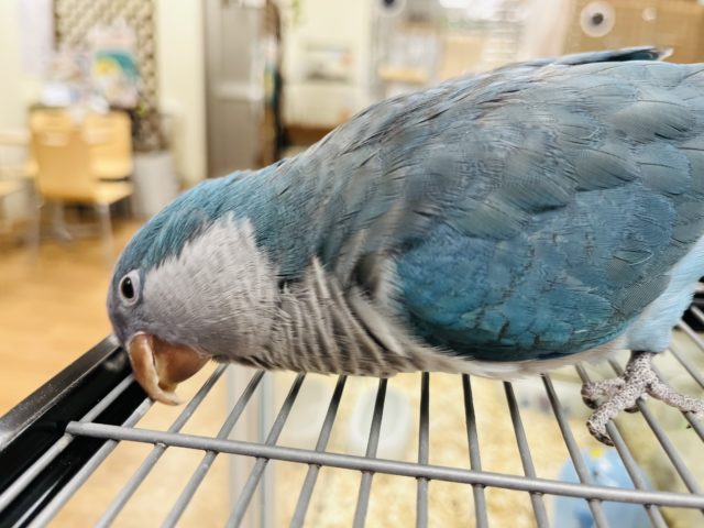 オキナインコ