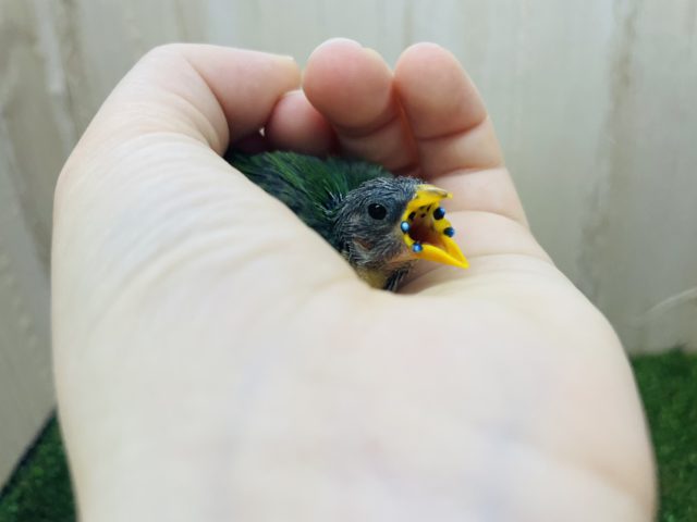 チモールセイコウチョウ