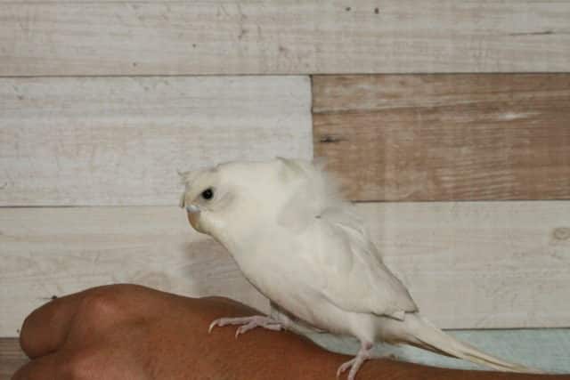 羽衣セキセイインコ