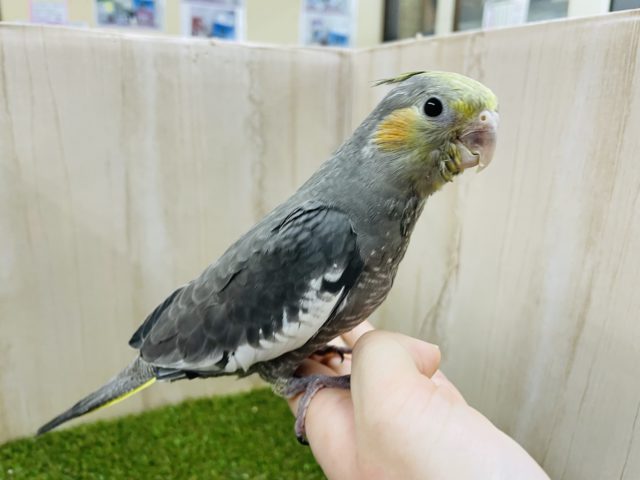 オカメインコ