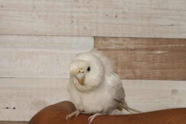 羽衣セキセイインコ