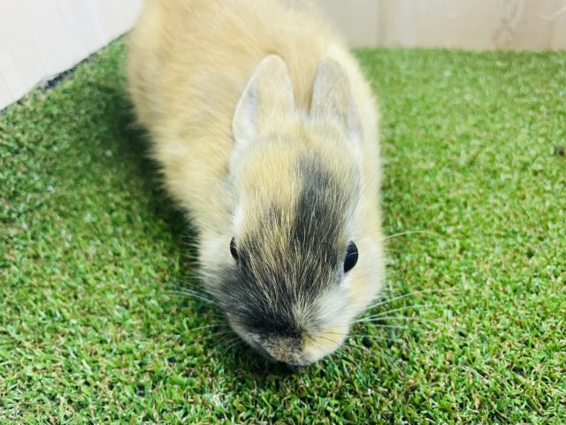 ネザーランドドワーフ