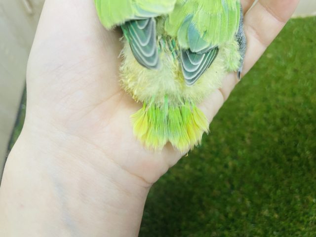 コザクラインコ（小桜インコ）